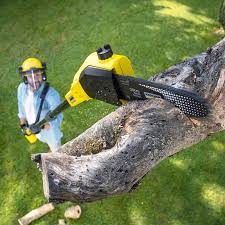 Best Seasonal Cleanup (Spring/Fall)  in Burbank, CA